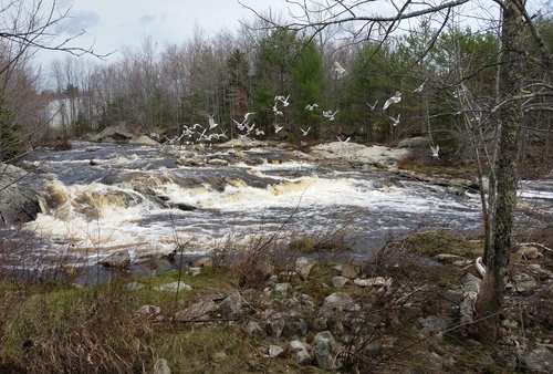 Cherryfield Narraguagus River